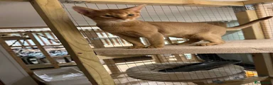 Abyssinian 1