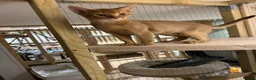 Abyssinian cats for sale: 🐾 Beautiful Abyssinian Kittens  in Hamilton - Advert 3