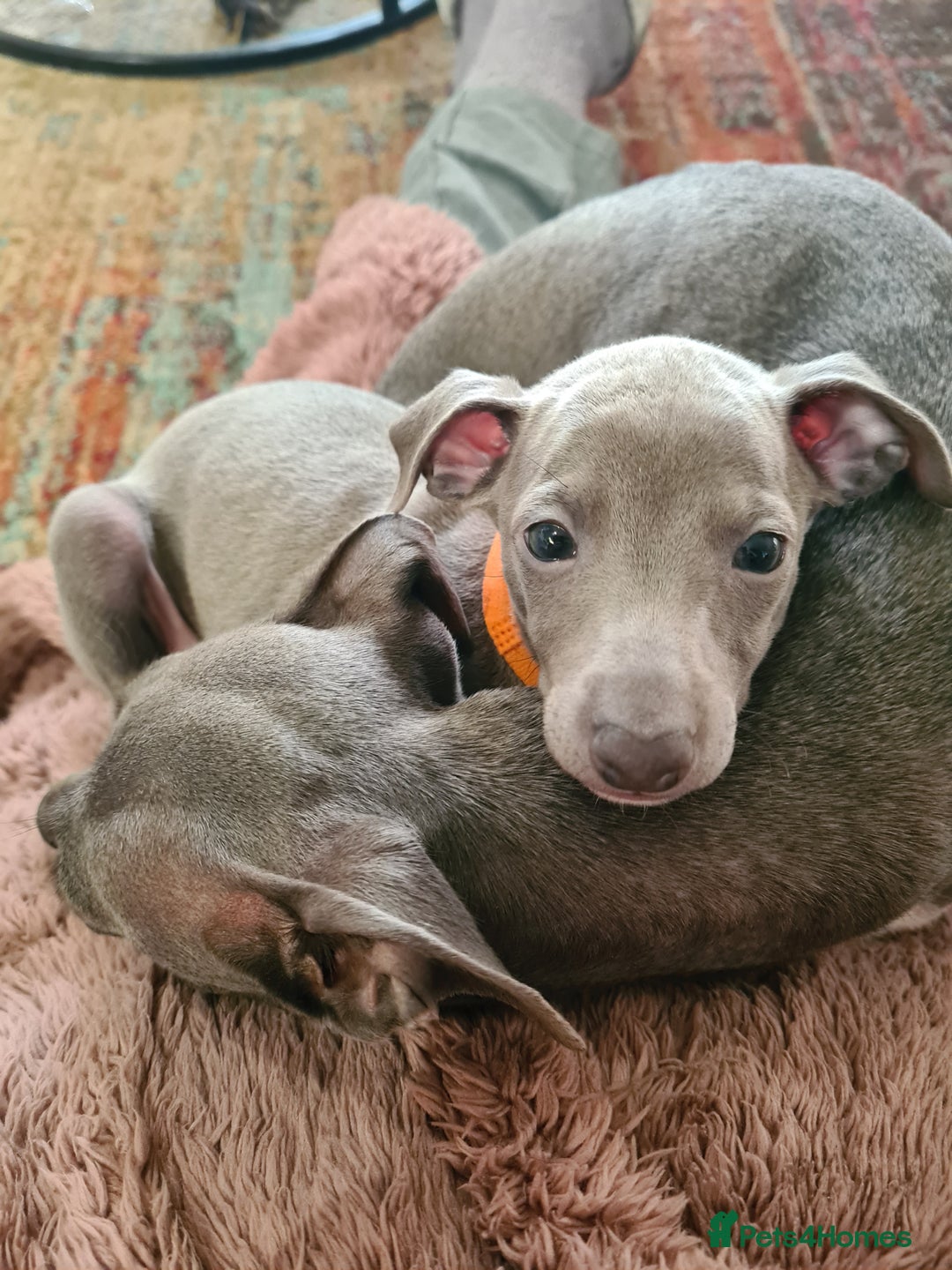 Italian Greyhound dogs for sale: Beautiful italian greyhound  - Image 7