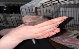 Mixed Breed cats for sale: 7 Mixed Kittens - Ginger, Tabby, Calico, White - Image 2