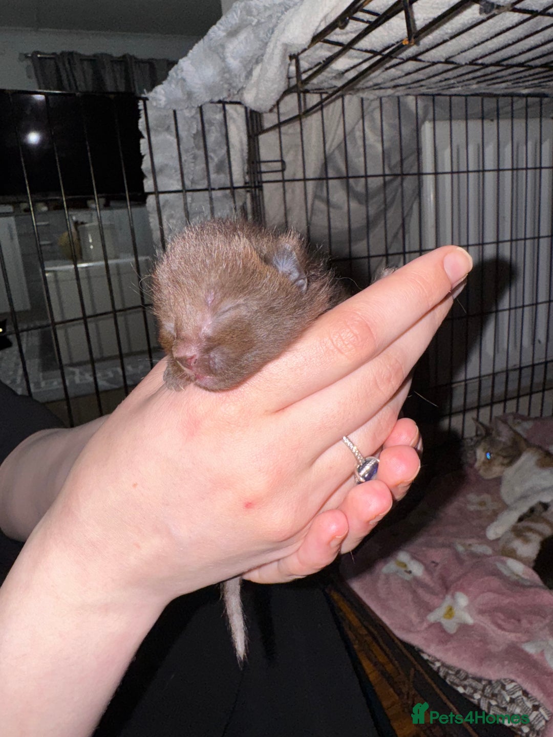 Mixed Breed cats for sale: 7 Mixed Kittens - Ginger, Tabby, Calico, White - Image 2