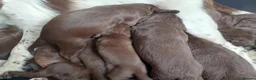 Sprocker dogs for sale: Sprocker boy available  - Advert 14