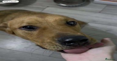 Mixed Breed dogs Taz needs a perfect home  - Advert 11