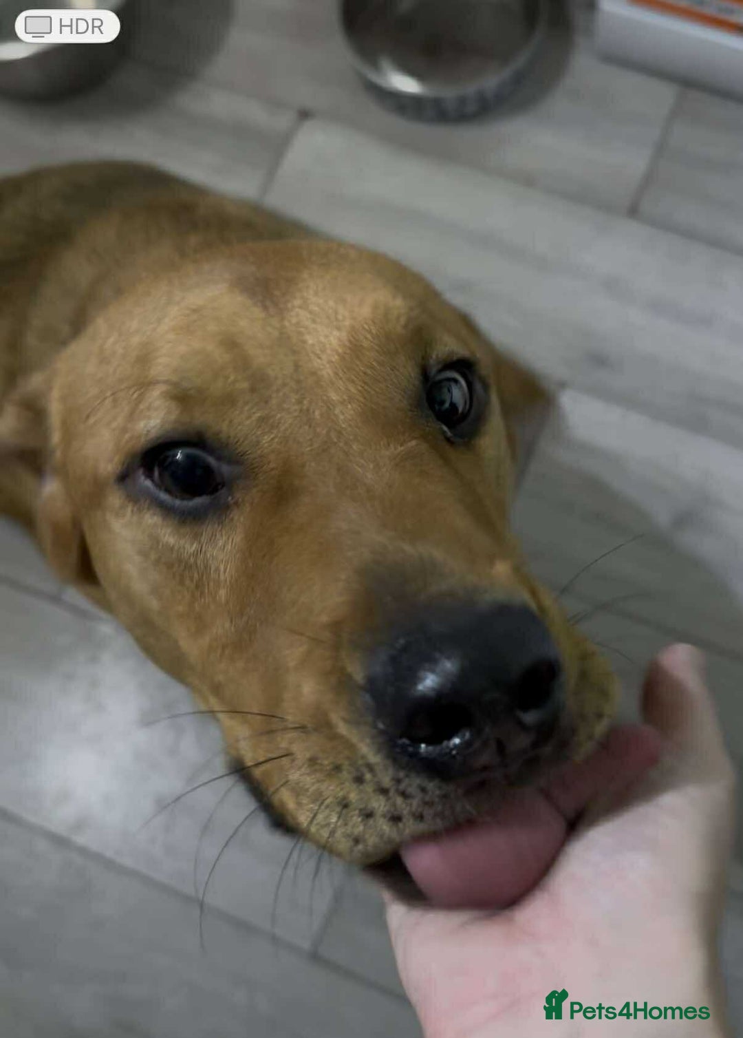 Mixed Breed dogs for adoption: Taz needs a perfect home  - Advert 3