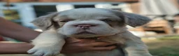 French Bulldog dogs for sale: HOME BRED FLUFFY FRENCHY•ISABELLA.KC&DNA CERT - Advert 7