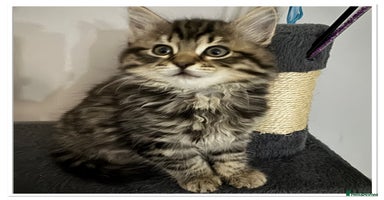 Mixed Breed cats - Advert 16