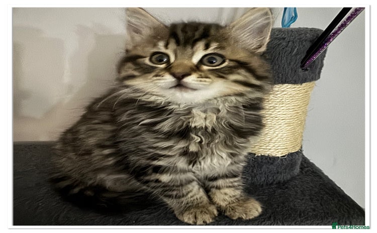 Mixed Breed cats - Advert 2