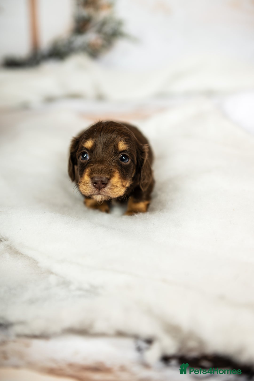 Miniature Dachshund dogs for sale: 6 KC miniature dashound puppies  - Advert 26