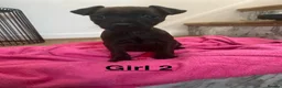 Mixed Breed dogs for sale: Patterdale x Lakeland  - Advert 4