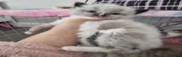 Ragdoll cats for sale: 🐾 Beautiful Ragdoll Kittens looking for homes 🐾 - Advert 16