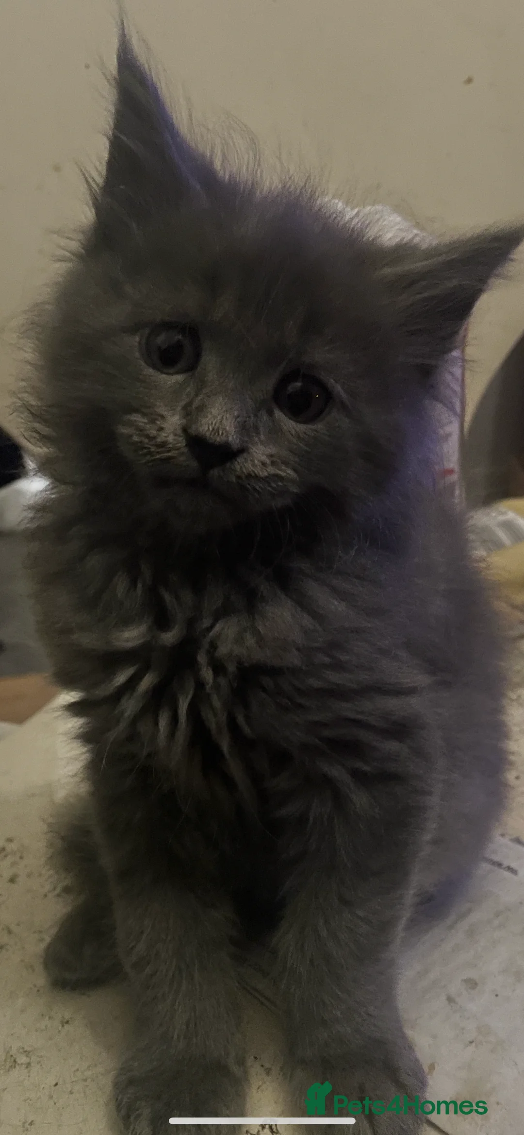 Maine Coon cats for sale: Maine coon kittens for sale ready now - Advert 9