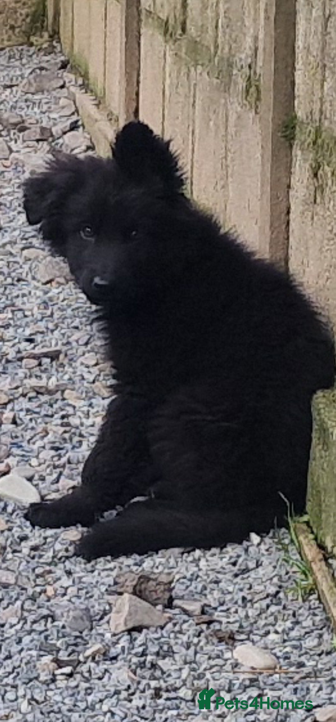 German Shepherd dogs for sale: German Shepherd pups  - Image 18