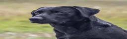 Labrador Retriever dogs for sale: KC + Health Checked Yellow Bitch Pup - Advert 8