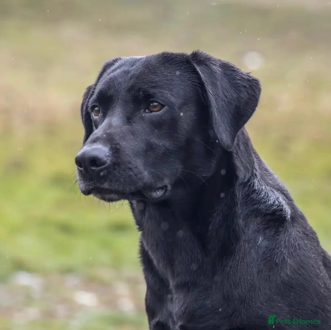 Labrador Retriever dogs for sale: KC + Health Checked Yellow Bitch Pup - Advert 8