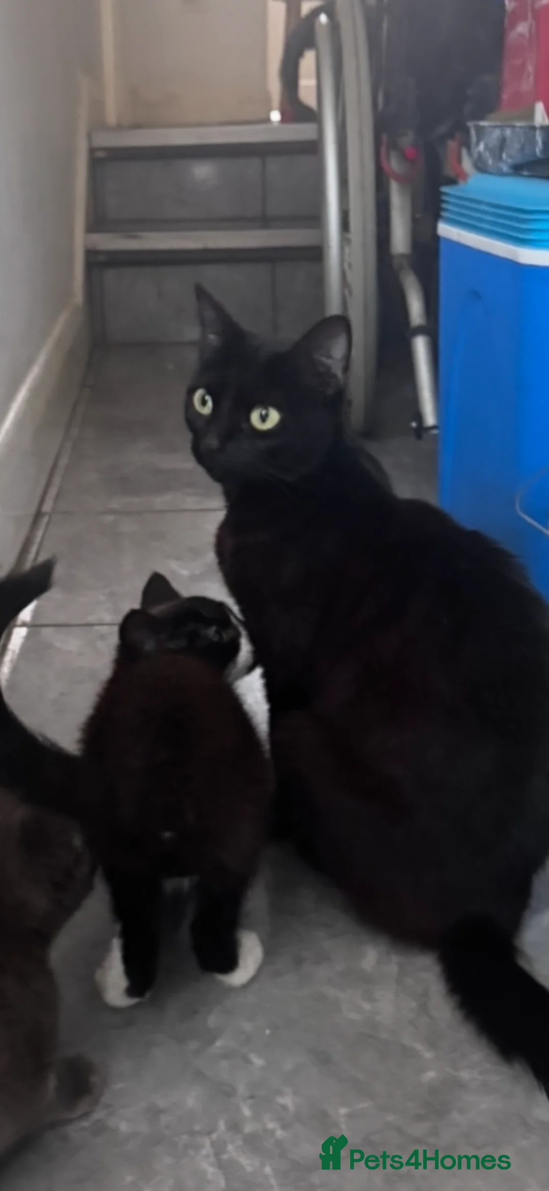 Mixed Breed cats for sale: Male Tuxedo looking for new home - Advert 1