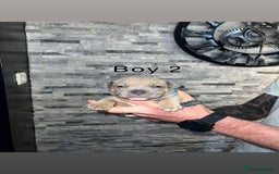 Staffordshire Bull Terrier dogs for sale: 2 red/2 red fawn puppies - Image 5