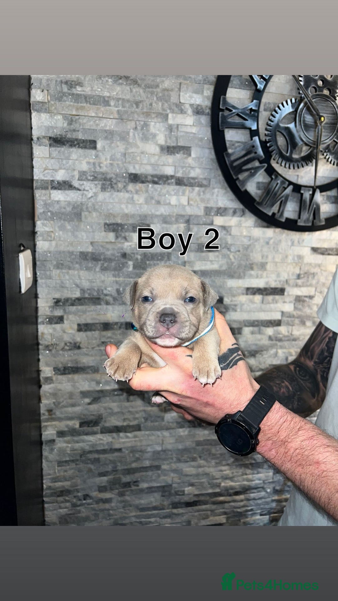 Staffordshire Bull Terrier dogs for sale: 2 red/2 red fawn puppies - Image 5