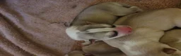 Siberian Husky dogs for sale: KC REG MIXED LITTER 5* BREEDER ON THIS SITE - Advert 5