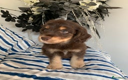 Cockapoo dogs for sale: Cockapoo puppies F1/F1b. Health tested ready soon  - Image 5