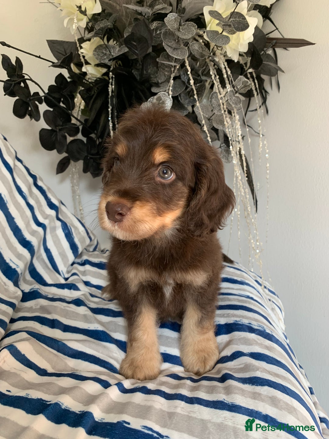 Cockapoo dogs for sale: Cockapoo puppies F1/F1b. Health tested ready soon  - Image 5