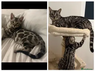 Bengal cats BENGAL 🔥 KITTENS TICA REGISTERED - Advert 6