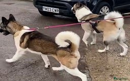 Akita dogs for sale: Beautiful American Akita Puppies  - Advert 4