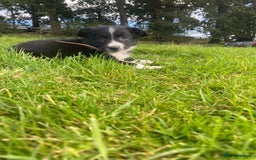Border Collie dogs for sale: Beautiful litter family reared of collie pups - Image 7