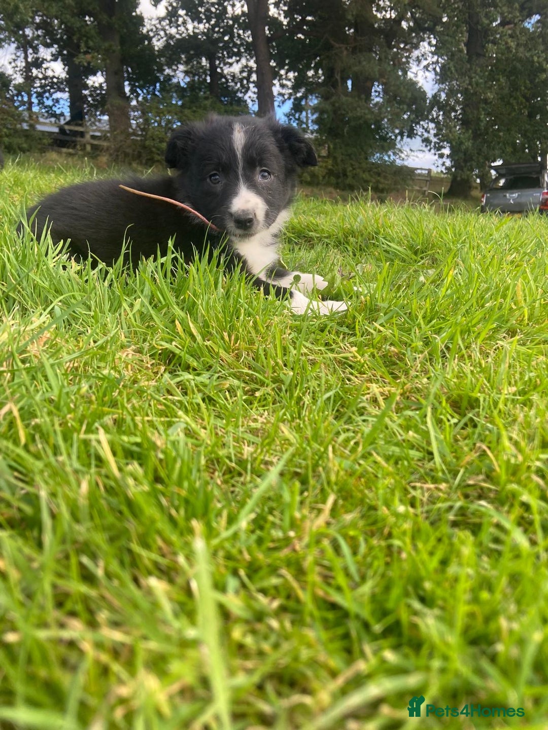Border Collie dogs for sale: Beautiful litter family reared of collie pups - Image 7