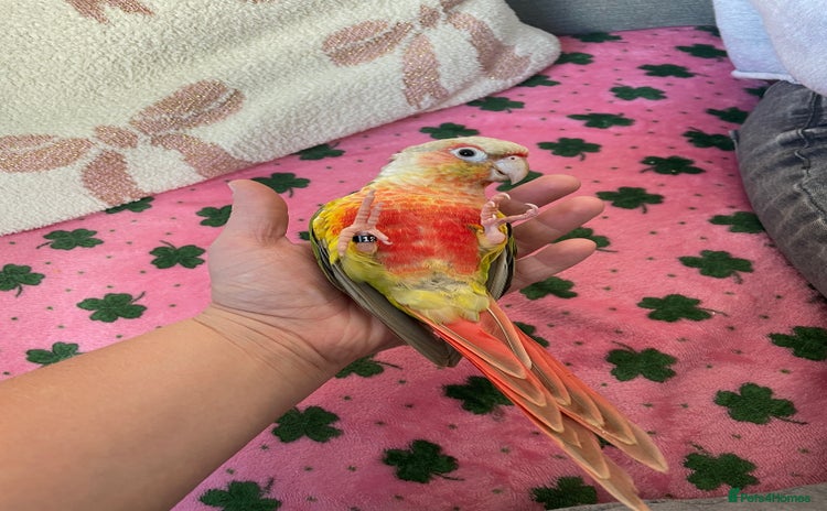 Conures birds - Advert 1