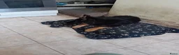 German Shepherd dogs for sale: Male German shepherd  - Advert 3