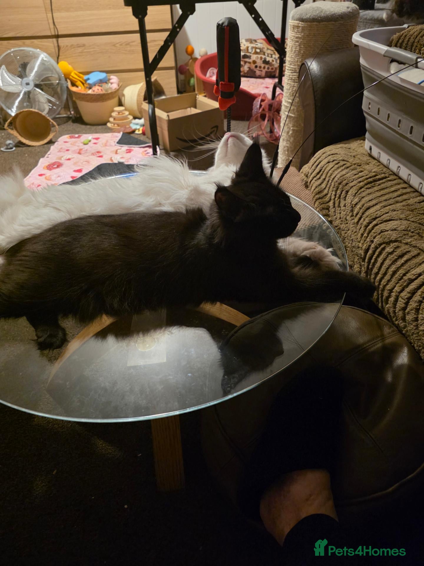 Maine Coon cats 3 maine coon kittens  - Advert 7