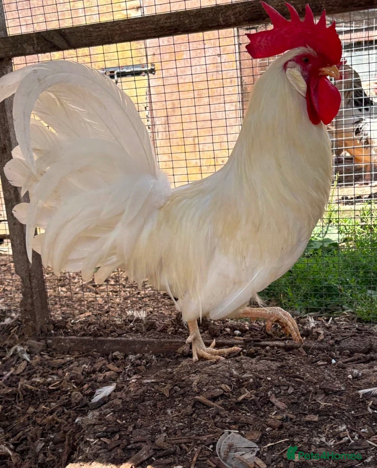 Chickens poultry White Leghorn Trio - Advert 2