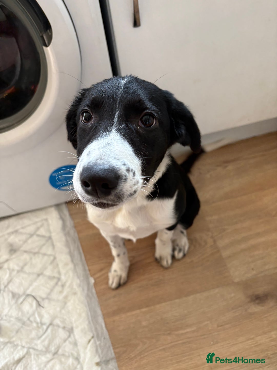 Sprollie dogs for sale: 4month old Sprollie  - Image 8
