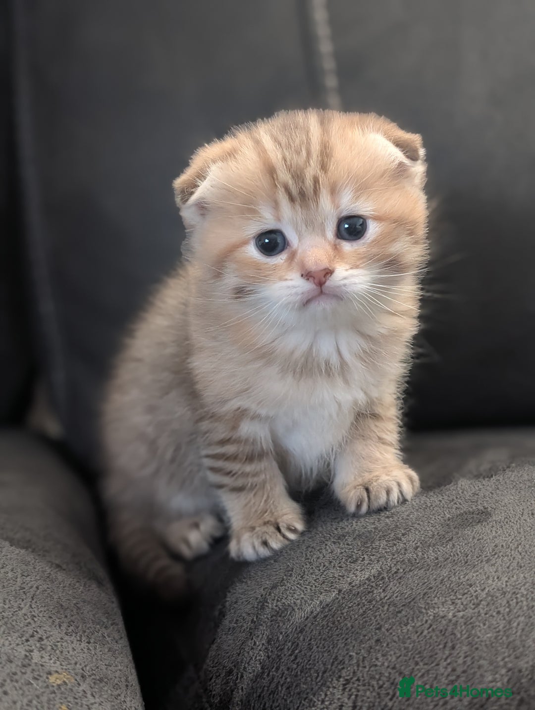 Mixed Breed cats for sale: Rare Ragfold kittens - Ready 26th January  - Advert 9