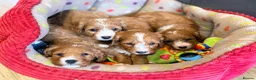 Cavapoo dogs for sale: Health Tested Red Male Cavapoo Puppies - Advert 1