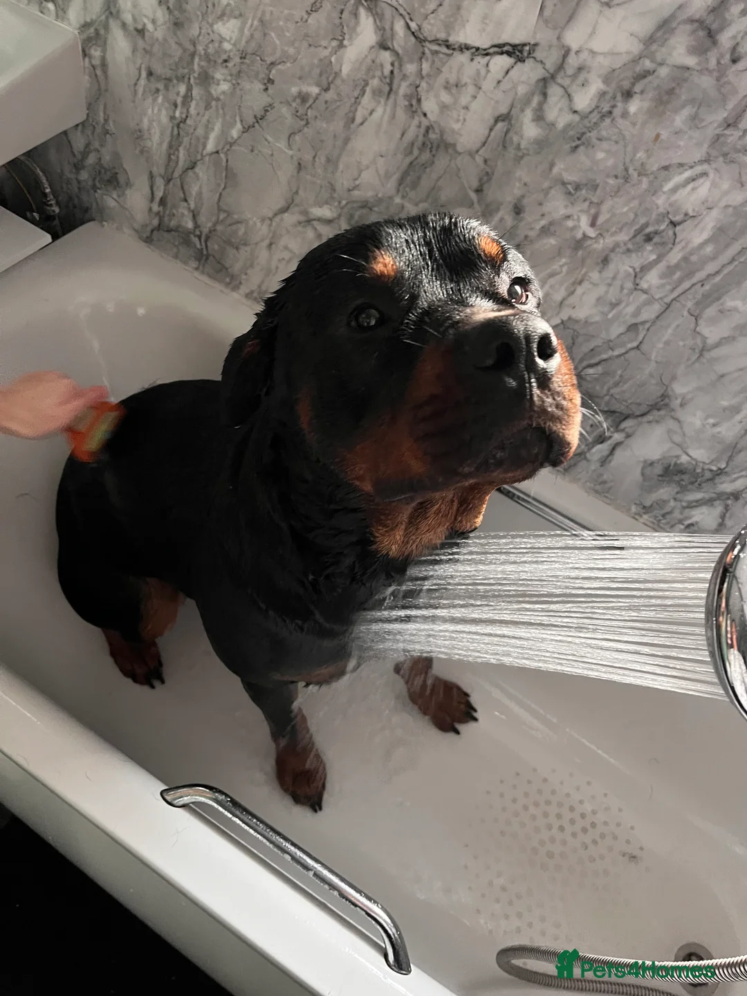 Rottweiler dogs for sale: Two year old entire male rottie  - Advert 3