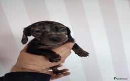 Dachshund dogs for sale: Adorable miniature dachshunds - Image 5