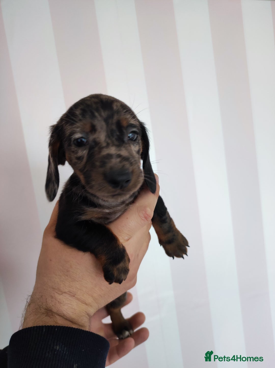 Dachshund dogs for sale: Adorable miniature dachshunds - Image 5