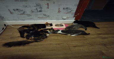 Mixed Breed cats - Advert 11