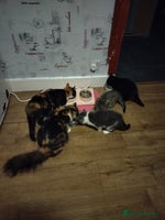 Mixed Breed cats - Advert 3