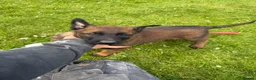 Belgian Shepherd Dog dogs for sale: Belgian Malinois knpv x ring sport fci ikc reg - Advert 6