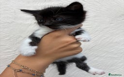 Mixed Breed cats for sale: 4 Kittens  - Image 7