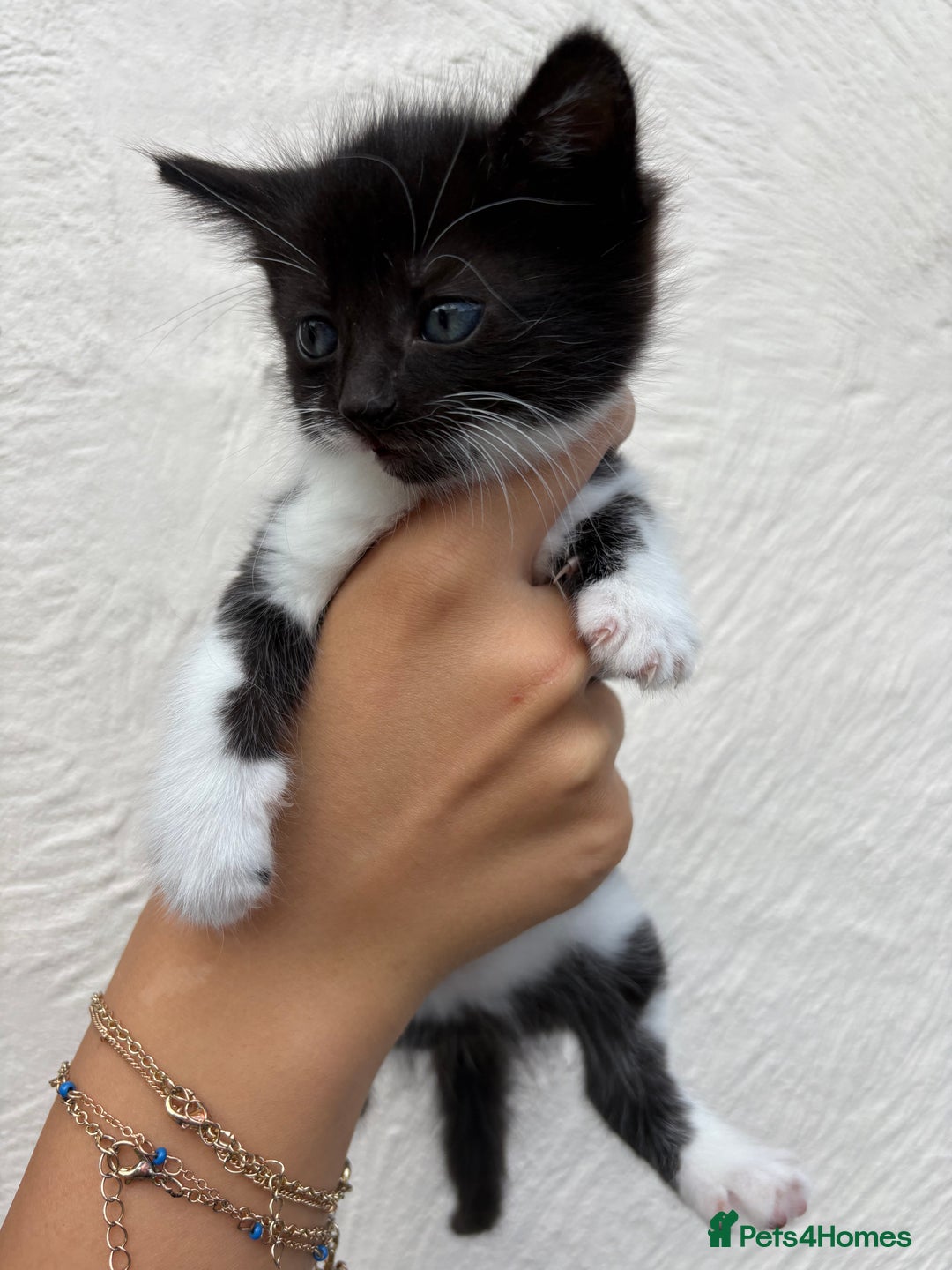 Mixed Breed cats for sale: 4 Kittens  - Image 7