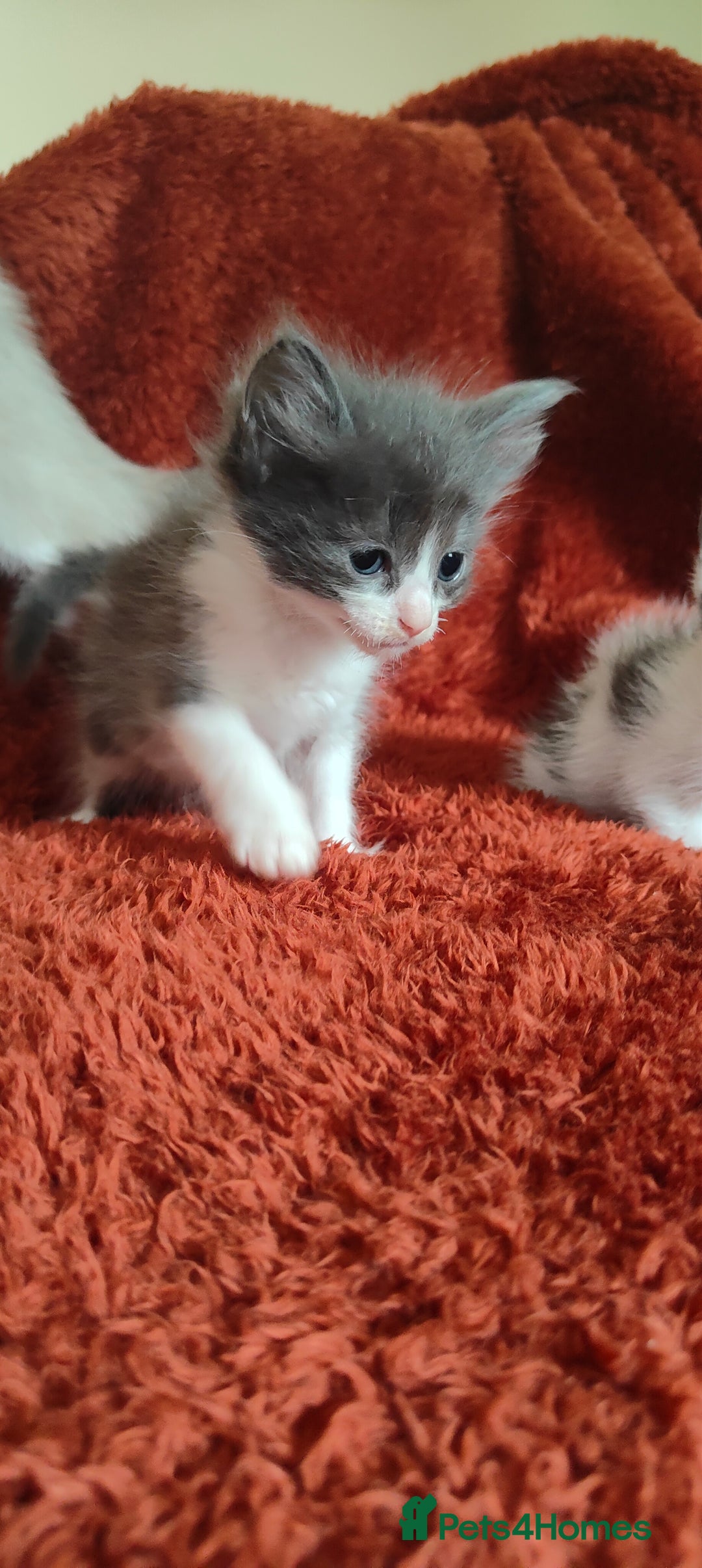 Mixed Breed cats for sale: Ragdoll X russian blue kittens - Image 6
