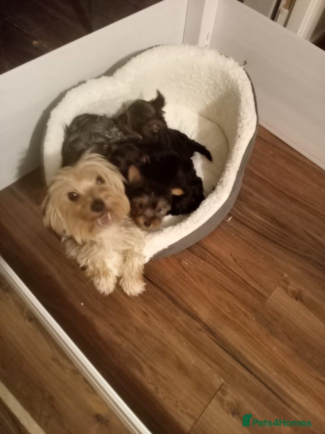 Yorkshire Terrier dogs for sale: Miniature full breed Yorkshire terriers  - Image 7