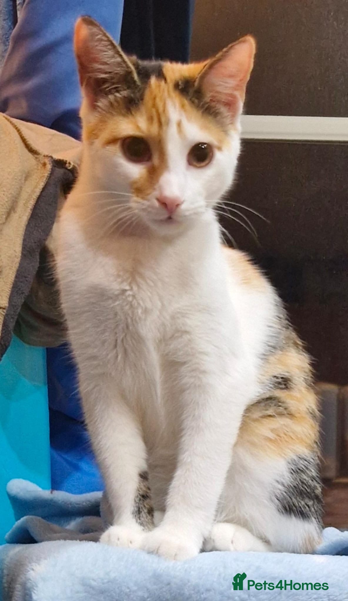 Mixed Breed cats Urgent, three lovely cats 🐈  - Advert 1