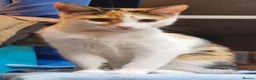 Mixed Breed cats for sale: Urgent, three lovely cats 🐈  - Advert 1
