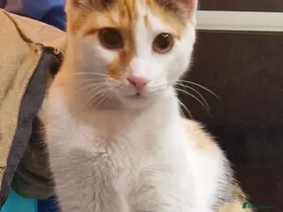 Mixed Breed cats Urgent, three lovely cats 🐈 together or separate - Advert 18