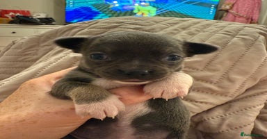 Chihuahua dogs - Advert 8