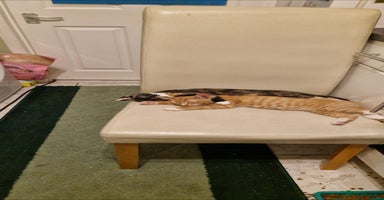 Mixed Breed cats - Advert 5